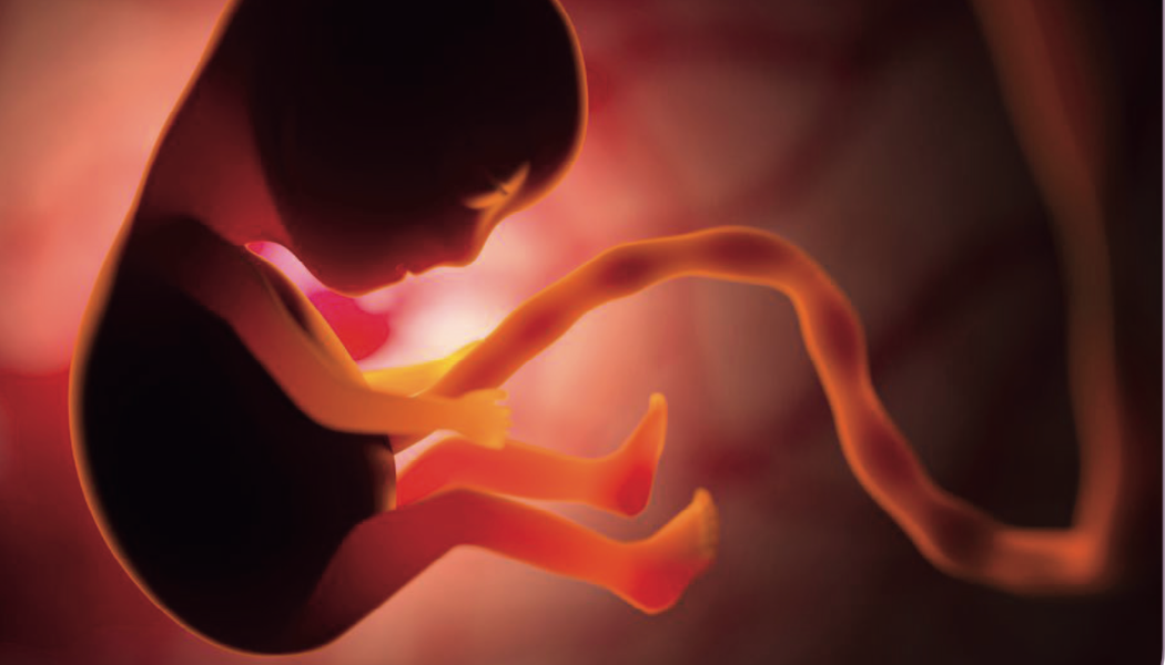 Embryologie_ Nieuws/blog